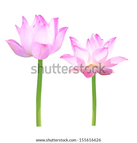 Beautiful lotus(Single lotus flower isolated on white background)