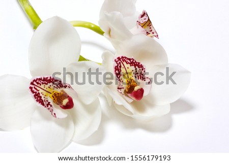 Orchid white tiger flower on a white background