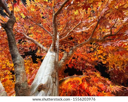Orange leaves of maple tree in autumn.