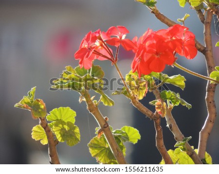 Beautiful Red Flower Natural Color