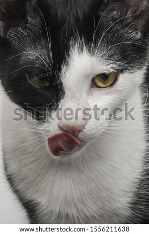 Black white color cat, gri background
