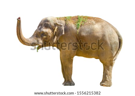 image of a big mammal animal elephant on a white background