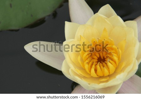  white and yellow water lily 
