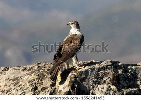 Adult male of Bonelli´s Eagle, raptors, birds