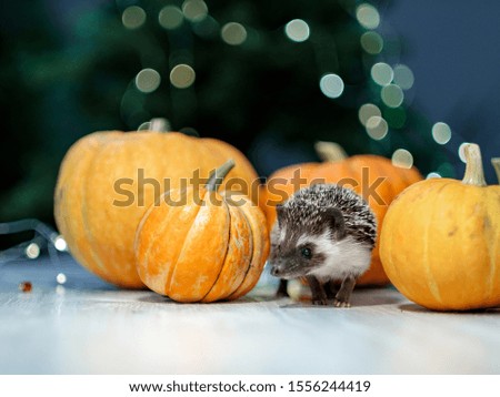 A cute little hedgehog walks around the table with pumpkins. Autumn Thanksgiving Background. Copyspace - holidays, animals and celebration concept
