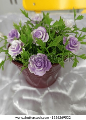 purple and pink flowers in pot