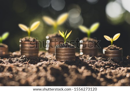 The coins are stacked on the ground and the seedlings are growing on top, the concept of saving money and financial growth. Royalty-Free Stock Photo #1556273120