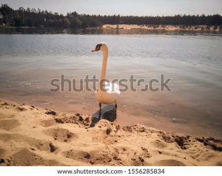 An elegant white swan on the beach of a lake. Picturesque nature sandy landscape. Blue water in a sunny day. Background for desktop, wallpapers, banners. Copy space for design