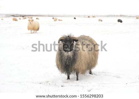 sheep in the snow in Iceland