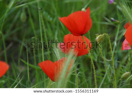 Beautiful poppies with bright red. They are in a very green grass.