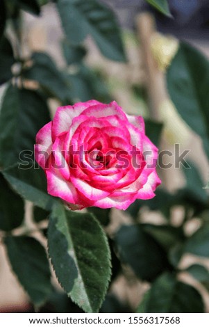 the red and white rose with the blur nature background.