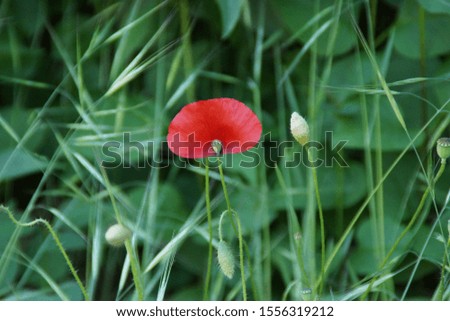 A poppy surrounded by green grass. The poppy has a beautiful red color.