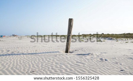 dry tree trunk on the beach in sunny day