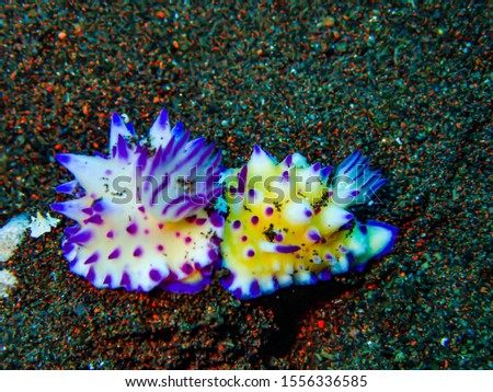 A small sea slug on the ocean floor below 15 meters deep.