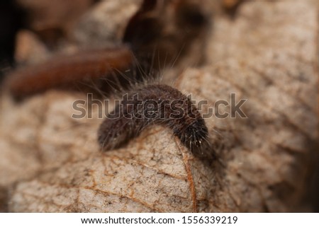 A young shaggy caterpillar of a hawthorn crawled out of a winter nest. Close-up. Macro photo. Latin name Aporia crataegi