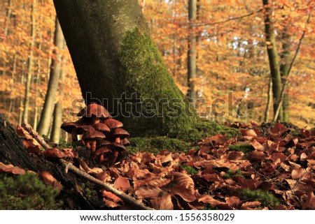 brown mushrooms on the forest floor in late autumn