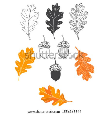 Oak leaves and acorns. Sketch.Hand drawn  vector illustration, isolated floral elements for design on white background.