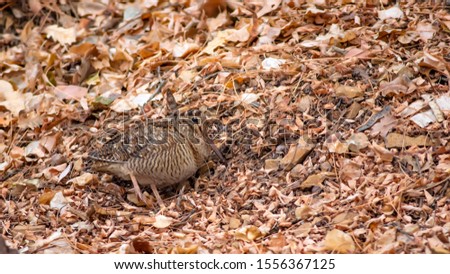 Camouflage bird woodcock. Brown dry leaves background. Bird: Eurasian Woodcock. Scolopax rusticola.