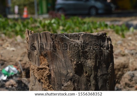 photo of a tree that has been cut down