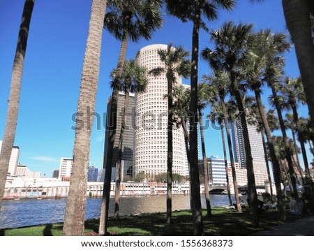 Landscape with palm trees in Tampa, Florida
