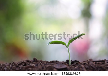 small growing green plant with dark brown soil
