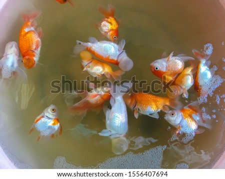 Death golden fishs on the tank water.