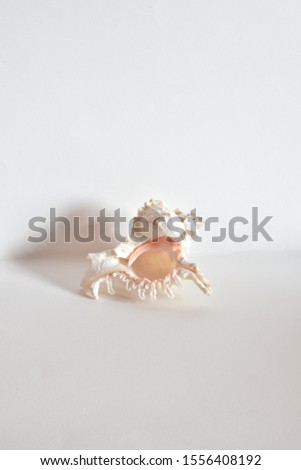 shell still life in white
