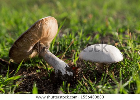 Edible and tasty mushrooms scene with grass.