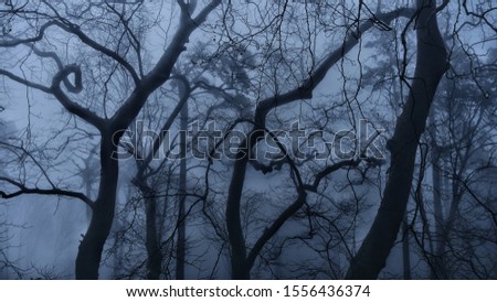 A spooky forest in Sintra during a foggy day