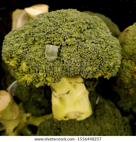 Macro photo vegetable broccoli. Stock photo green fresh broccoli