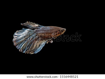Siamese fighting fish, color of gray and white or called halfmoon betta fish.