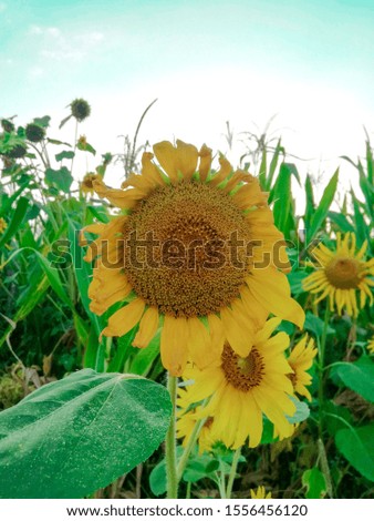 Beautiful sunflower picture in nature
