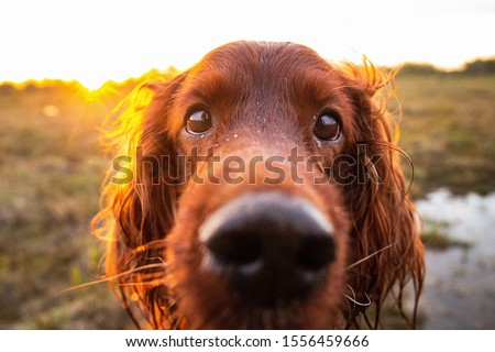 Side view of alert curious wet Irish Setter dog with open mouth standing on yellow grass and looking away in meadow against blurred scenery of countryside during dusk in fair weather Royalty-Free Stock Photo #1556459666