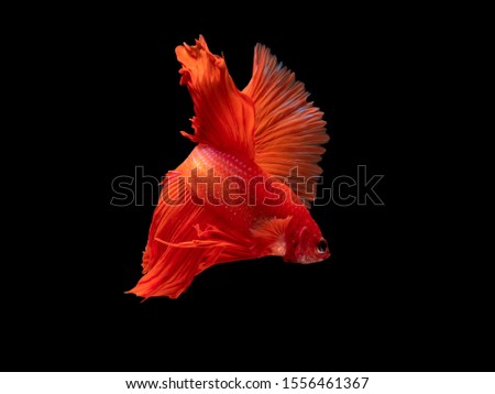 Action and movement of beautiful Thai fighting fish on a black background