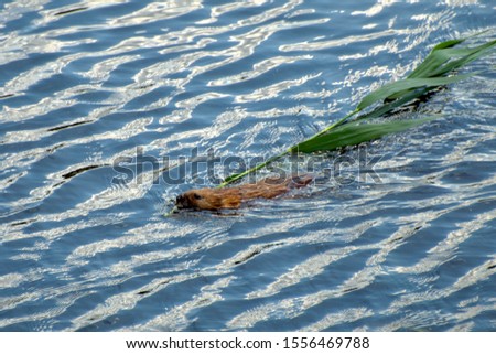 Nutria swims in a pond with a plant stem