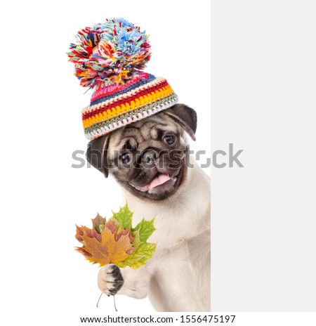 Pug puppy  wearing a warm hat holds dry colorful leaves behind empty white banner. isolated on white background