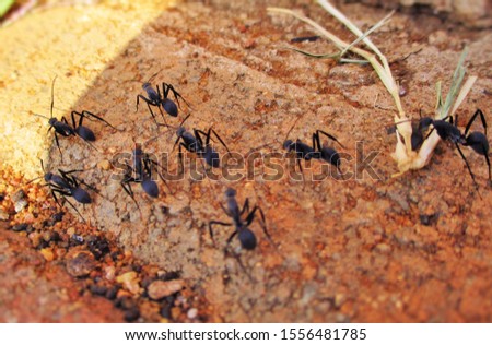 A group of ants stepping out of their shadow and in search of a brighter world and more opportunities
