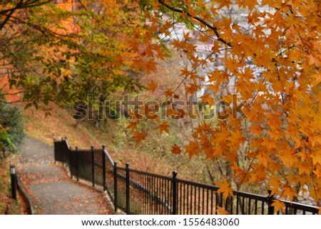 Autumn forest path. Autumn forest scenery of Shirakawago in Ono District, Gifu Prefecture, Japan.