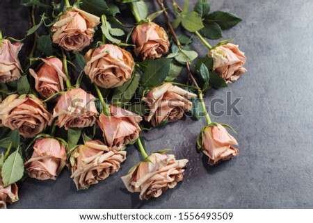 Close-up of orange and pink roses. A girl holding a rose. Flowers