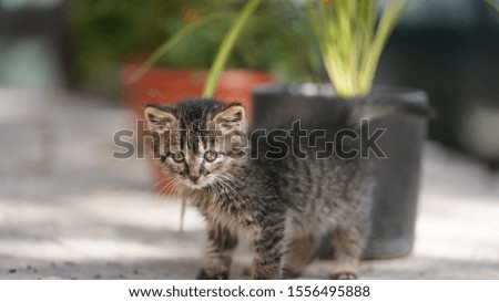 One cute little cat playing on the stone table in the yard