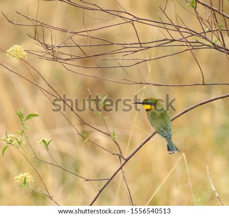 Little Bee-eater (Merops pusillus) perched in a tree