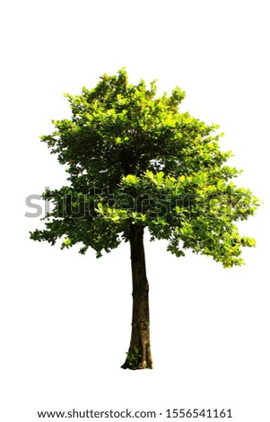 Picture of a tree on a white background