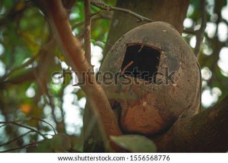 Bee hive on a tree branch