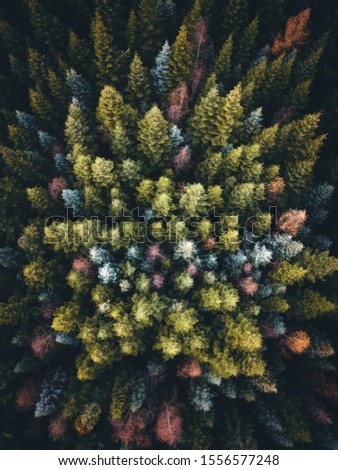Colorful Trees from above Treetops