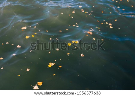 Autumn fallen leaves floating on water. 
