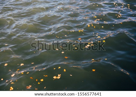 Autumn fallen leaves floating on water. 