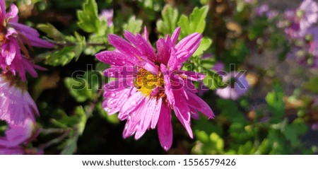 Pink chrysanthemum with slightly lowered head down towards the sun in the raindrops