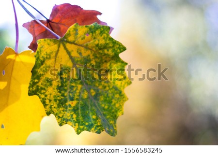 Autumn comes on glowing blurry background