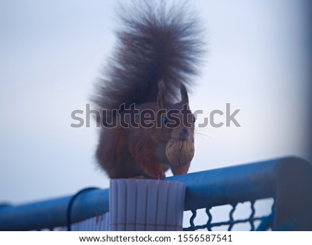 squirrel with a walnut on a balcony
