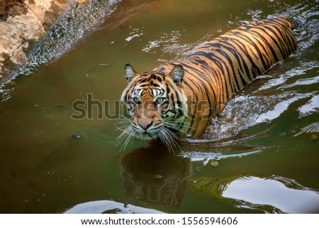Sumatran tiger swimming in the river, close up photo of a tiger, front face of a tiger